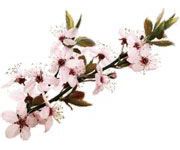 by-cosmetics Manuka