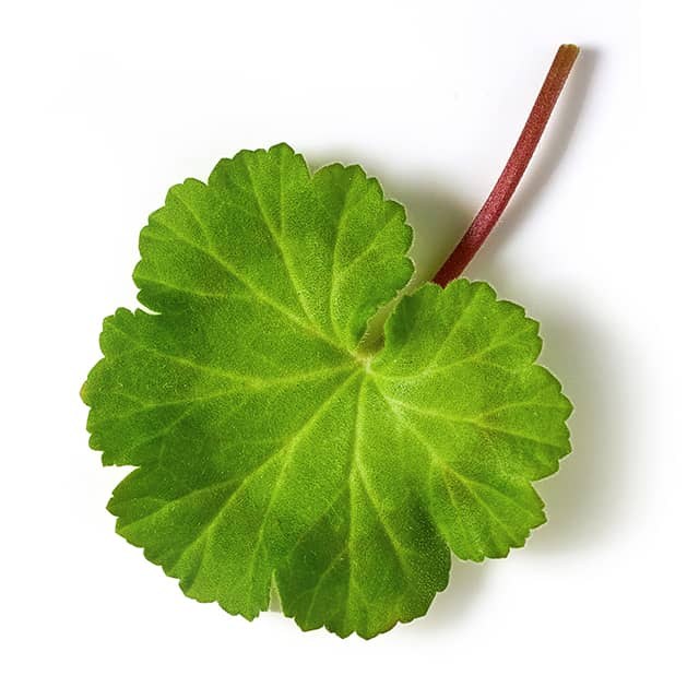 geranium_leaf5